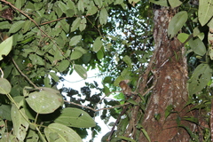 Cebuella niveiventris