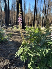 Lupinus latifolius