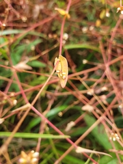 Persicaria sagittata