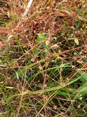 Persicaria sagittata