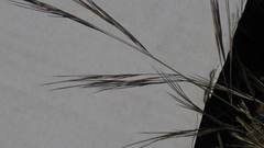 Aristida purpurea