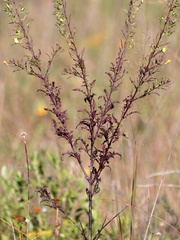 Macranthera flammea