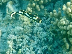 Plectorhinchus vittatus