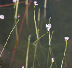 Utricularia resupinata