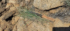 Aristida purpurea