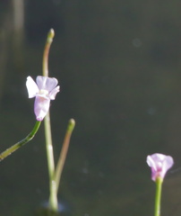 Utricularia resupinata