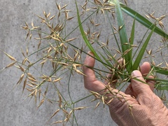 Rhynchospora corniculata