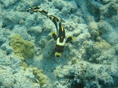Plectorhinchus vittatus