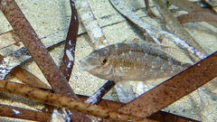 Symphodus cinereus