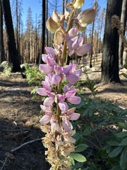 Lupinus latifolius