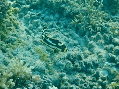 Plectorhinchus vittatus
