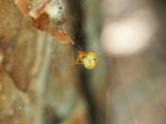 Parasteatoda lunata