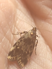 Barea codrella