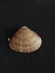 Tivela