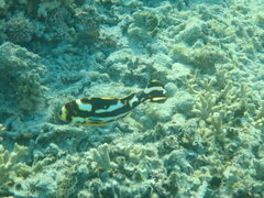 Plectorhinchus vittatus