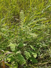 Lithospermum occidentale