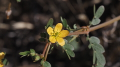 Kallstroemia californica