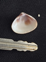 Tivela