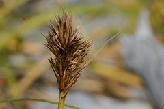 Carex macrocephala