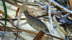 Symphodus cinereus