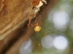 Parasteatoda lunata
