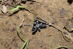 Pseudothyris sepulchralis