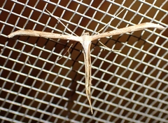 Emmelina