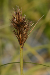 Carex macrocephala