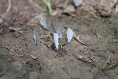Celastrina