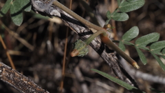 Kallstroemia californica