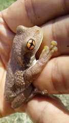 Trachycephalus typhonius