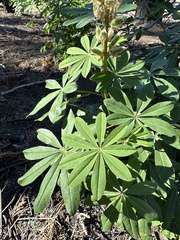Lupinus latifolius