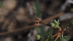 Kallstroemia californica