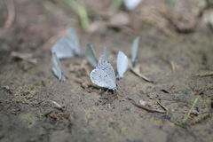 Celastrina