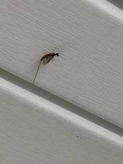 Ephemeroptera
