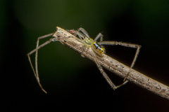 Thwaitesia nigronodosa