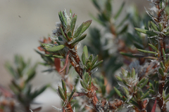 Polygonum paronychia