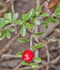 Condalia buxifolia
