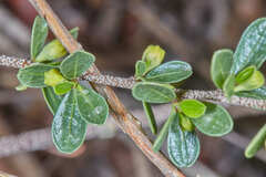 Condalia buxifolia