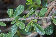 Condalia buxifolia