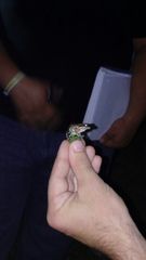 Leptodactylus albilabris