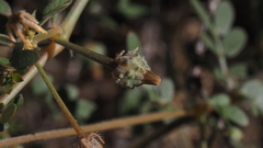 Kallstroemia californica
