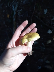 Tricholoma equestre