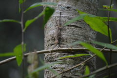 Anolis schiedii
