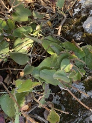 Aristolochia californica