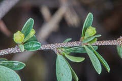 Condalia buxifolia