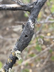 Euhexomyza schineri