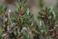 Polygonum paronychia