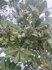 Pittosporum