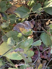 Aristolochia californica